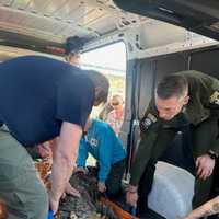 <p>Department of Environmental Conservation (DEC) officers remove an 11-foot alligator from a Hamburg residence on Wednesday, March 13.&nbsp;</p>