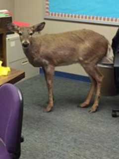 Deer Jumps Through North Arlington School Window