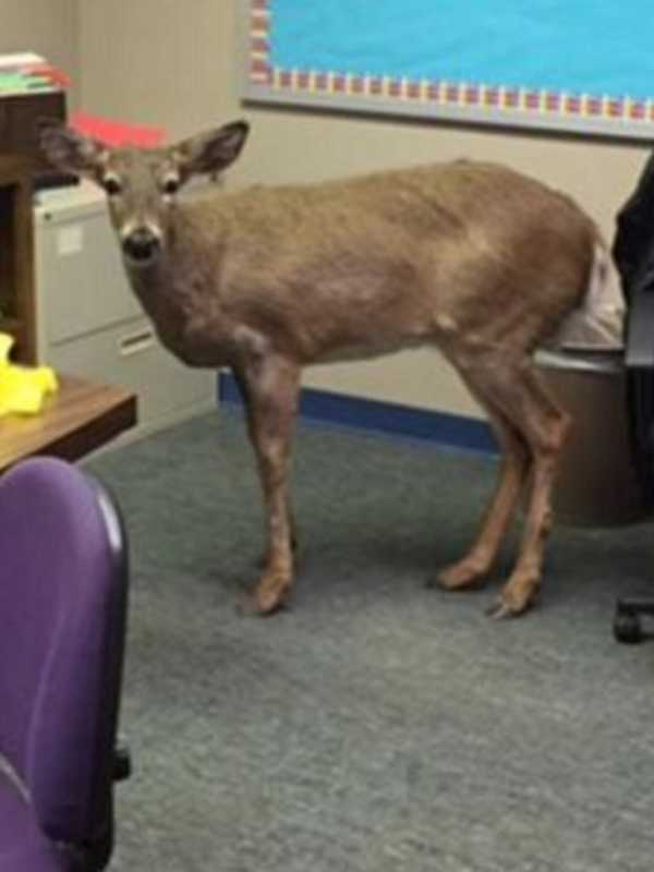 Deer Jumps Through North Arlington School Window