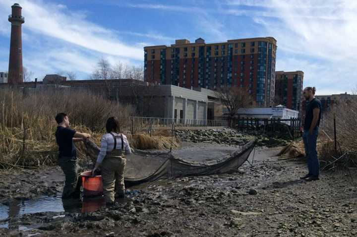 Sarah Lawrence College&#x27;s CURB program is asking for volunteers to help count eels during their migration this spring.