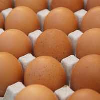 FDA Elevates Costco Egg Recall Over Salmonella Concerns