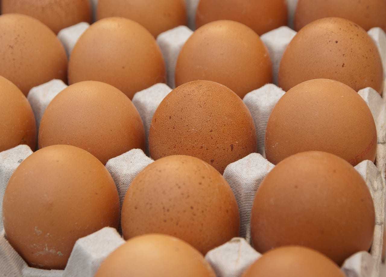 FDA Elevates Costco Egg Recall Over Salmonella Concerns Millis Daily