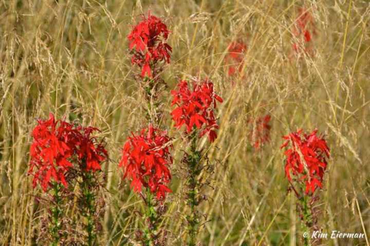 Lawn Replaced With Tufted Hairgrass and Cardinal Flower. 