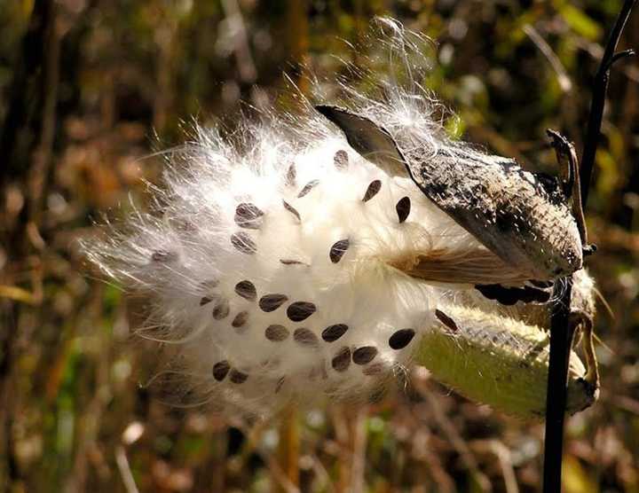 Milkweed seeds 