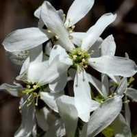 Early-Blooming Native Trees, Shrubs Help Bees Across Fairfield County