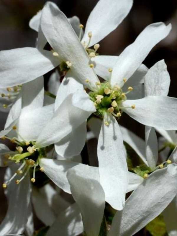 Early-Blooming Native Trees And Shrubs for Bees