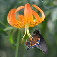 The Secrets Of Butterfly Gardening In Fairfield County