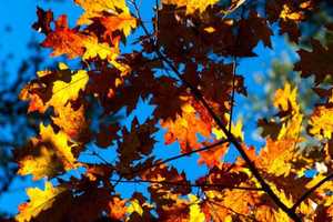 Get Those Leaves Ready For Collection, New Rochelle Residents