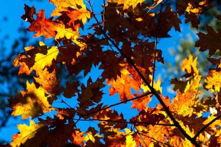 Get Those Leaves Ready For Collection, New Rochelle Residents