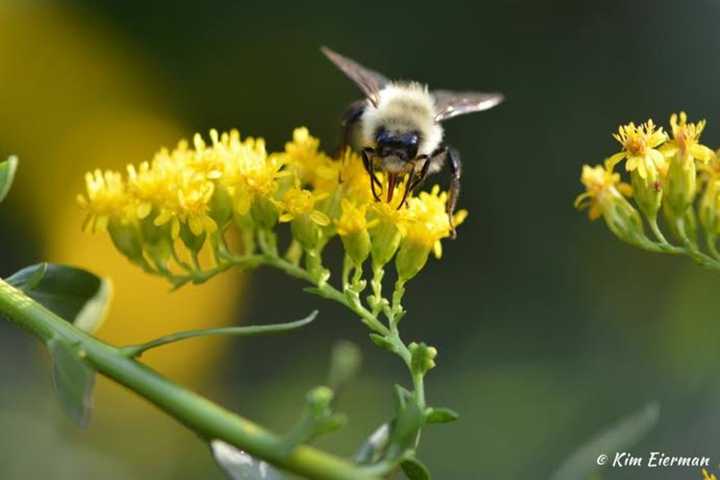 Goldenrod providing late-season forage. 