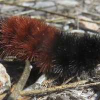 How Insects Survive Fairfield County's Winter — And Why That’s A Good Thing