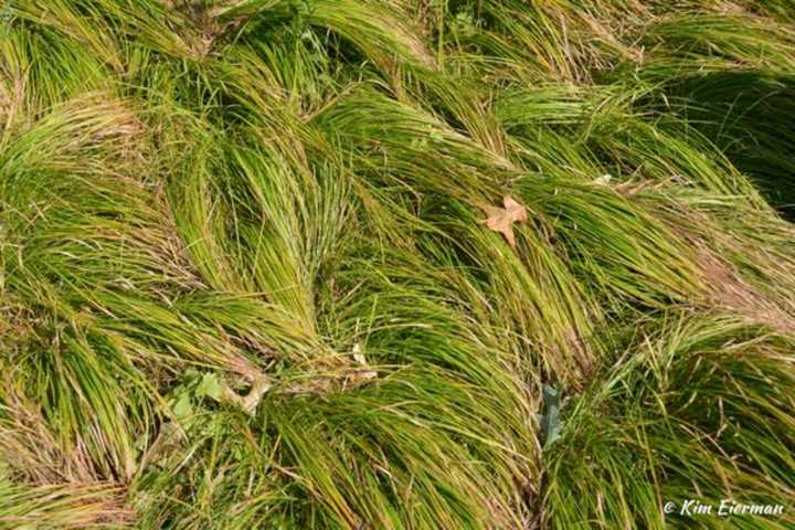 Native Sedge is a good a lawn alternative.