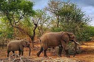 Photographer Features Images 'From Africa To Allendale'