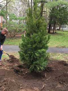 Eversource Plants Tree In Darien For Arbor Day