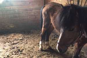 Goshen Farm Owner Faces Animal Cruelty Charges After 11 Horses Found Dead