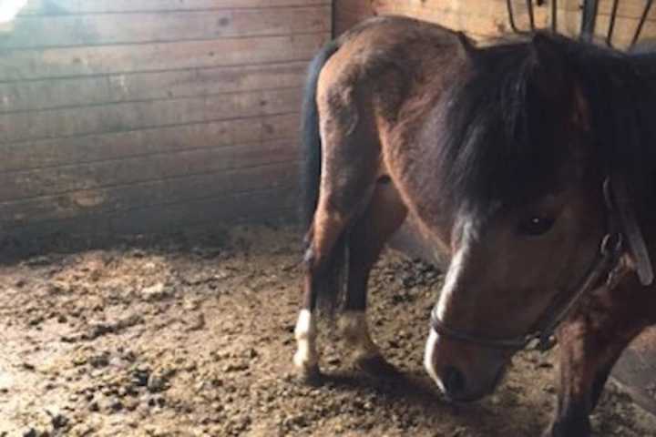 Goshen Farm Owner Faces Animal Cruelty Charges After 11 Horses Found Dead
