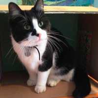 Carmel Owner Looking For Missing Cat