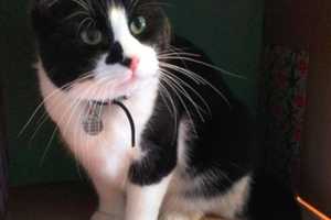 Carmel Owner Looking For Missing Cat