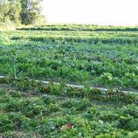 Foodies Welcome To Meet Organic-Farming Author In Millbrook