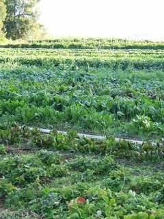 Foodies Welcome To Meet Organic-Farming Author In Millbrook