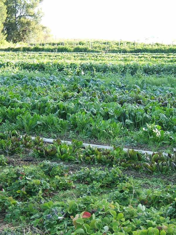 Foodies Welcome To Meet Organic-Farming Author In Millbrook