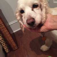 Dog Found In Rye