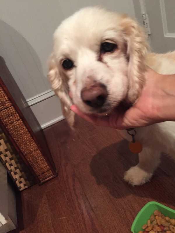 Dog Found In Rye