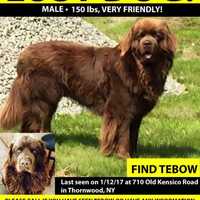 150-Pound Missing Thornwood Dog Found