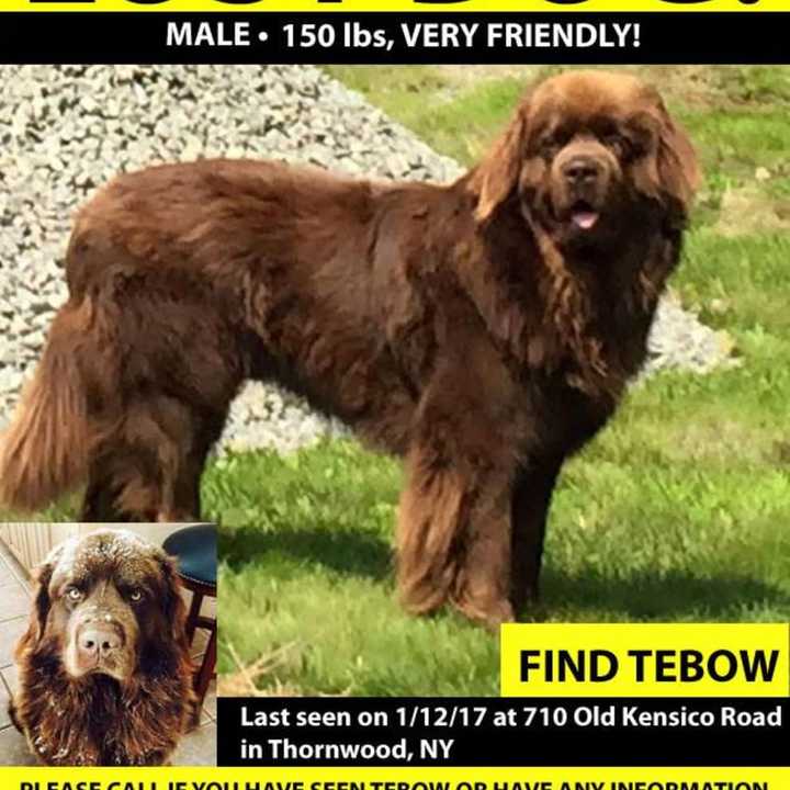 Tebow went missing Thursday from his home in Thornwood. Have you seen him?