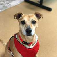 PAWS Seeking Forever Home For Dog Found On Christmas Eve In Norwalk