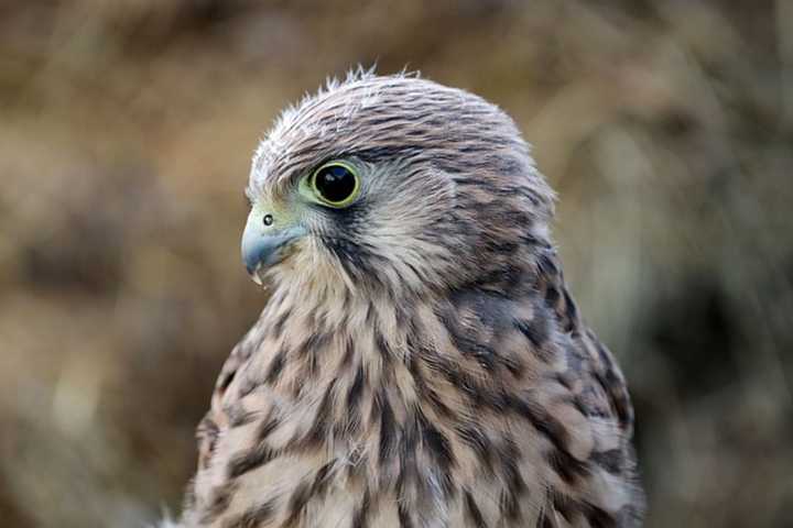 Hawk Attacks, Kills Small Dog In Avon: 'Please Be Cautious,' Animal Control Officials Say