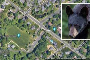 'Possible Bear Sighting' In Montgomery County, Police Say