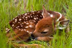 Fawn Spotting Tops North Castle Police Blotter