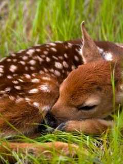 Don't Worry About Young Deer, Ridgefield Police Say
