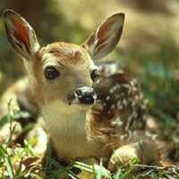 Don't Fawn Over It: Here's What To Do If You Spot A Baby Deer All Alone