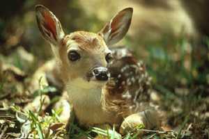 Don't Fawn Over It: Here's What To Do If You Spot A Baby Deer All Alone