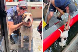 HEROES: Dog Thrown Into River Rescued By Civilian, FDNY
