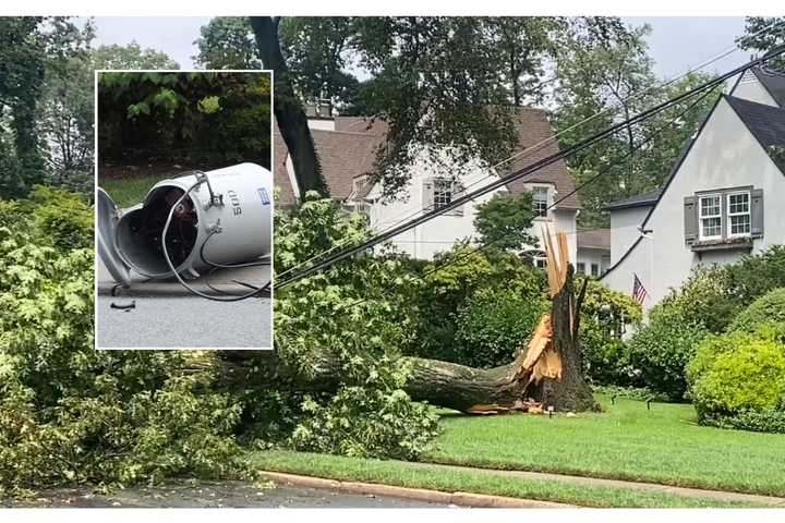 Falling Tree In Ridgewood Downs Transformer