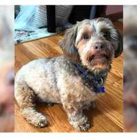 SEEN HIM? 9-Year-Old Pascack Valley Runaway Still Missing