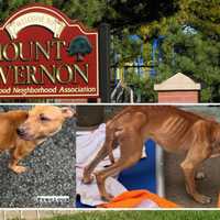 Reward Offered After 2 Injured, Emaciated Dogs Found In Mount Vernon