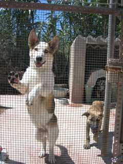 Ramsey Holding Free Rabies Clinic For Cats And Dogs