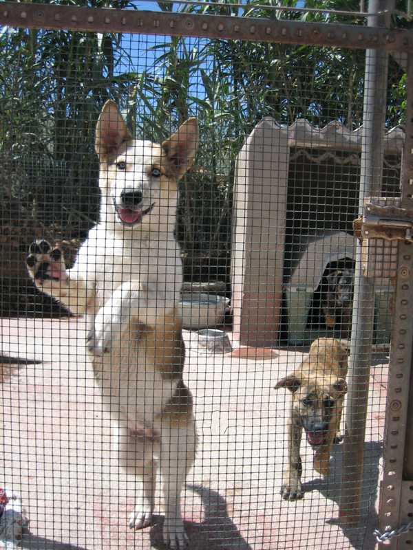 Ramsey Holding Free Rabies Clinic For Cats And Dogs