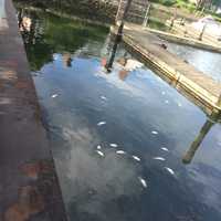 Multiple Dead Bunker Fish Found Floating In Stamford Waterway