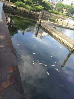 Multiple Dead Bunker Fish Found Floating In Stamford Waterway