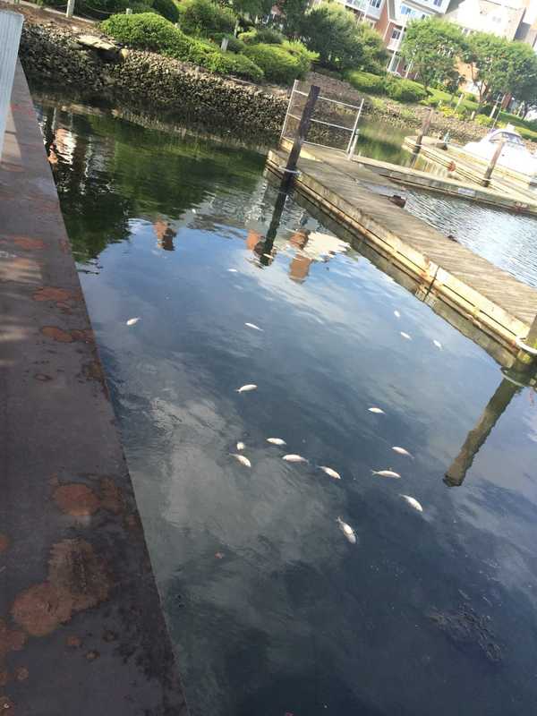 Multiple Dead Bunker Fish Found Floating In Stamford Waterway