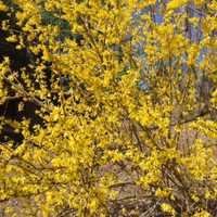 <p>A golden forsythia takes shape Purchase, N.Y.</p>
