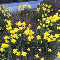 <p>Daffodils grow outside an Equinox in Armonk.</p>