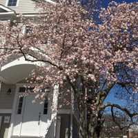 <p>This Biltmore Ave. dogwood tree is in full bloom in Purchase, N.Y.</p>