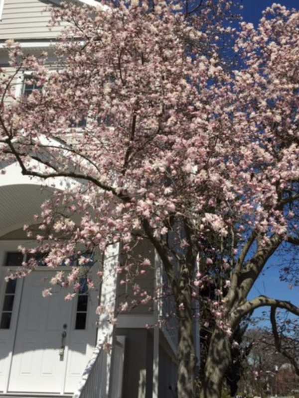 Flowers Bloom In Westchester