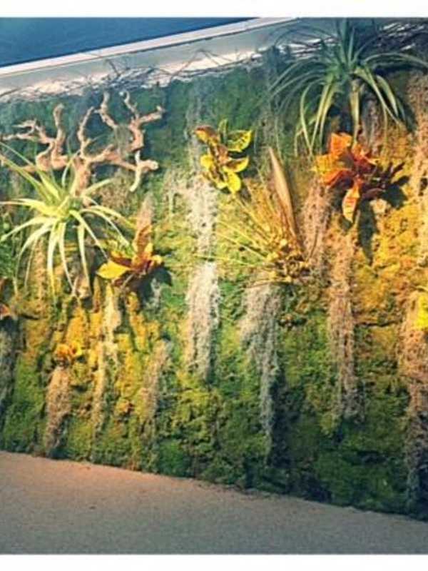 Englewood Florist Sets Orchid Show